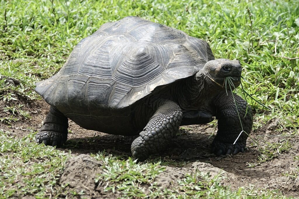 Do Tortoises Eat Hay