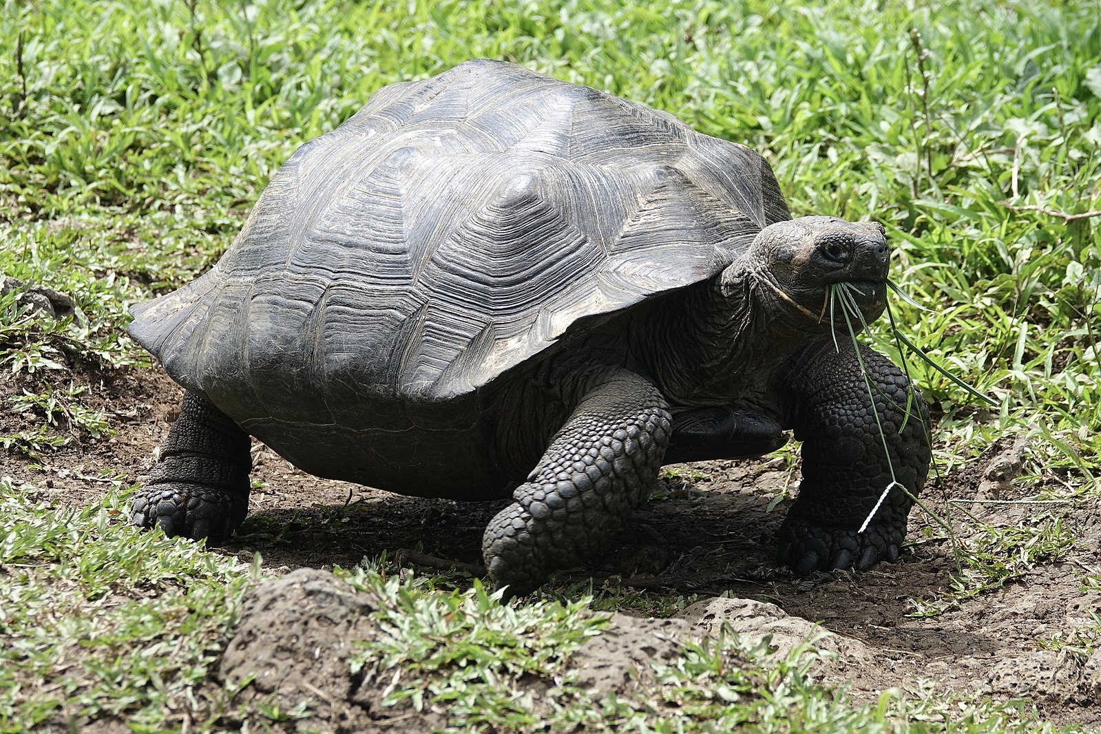 Can Tortoises Eat Cilantro