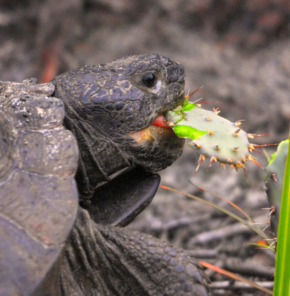 Can Tortoises Eat Cactus