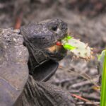 Do Tortoises Eat Bugs