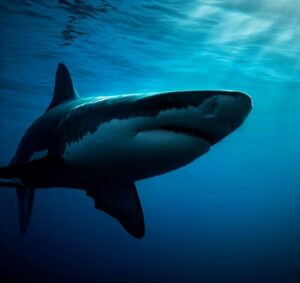 Migración del gran tiburón blanco