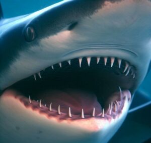 Do Great White Sharks Have Tongues