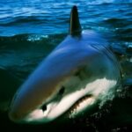 मेक्सिको की खाड़ी में ग्रेट व्हाइट शार्क