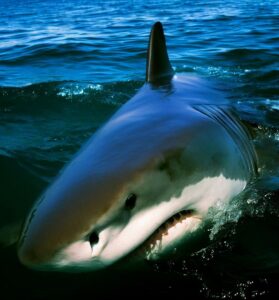 Great White Shark in Gulf of Mexico
