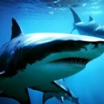 क्या ग्रेट व्हाइट शार्क गर्म खून वाली होती हैं?