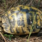 How To Treat A Damaged Tortoise Shell
