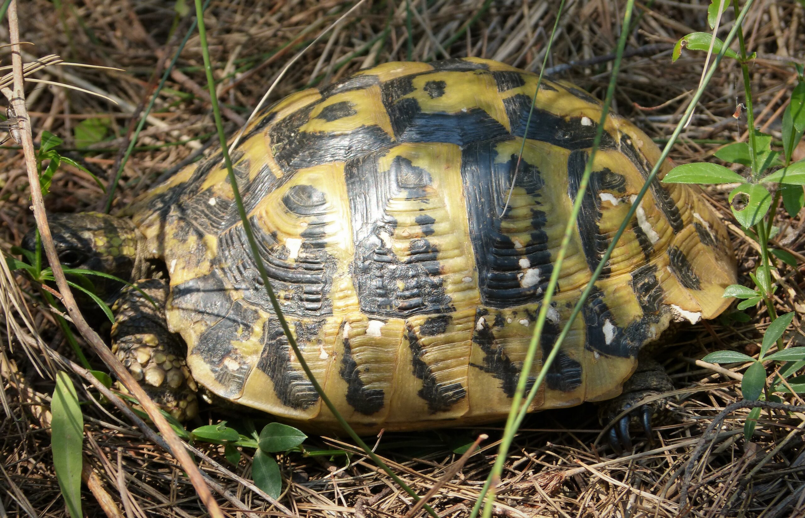 Cât de mari devin țestoasele Hermann