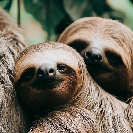 Sloths in Africa