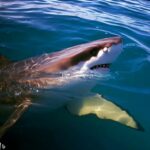 Do Great White Sharks Like Warm Water