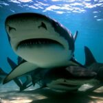 Tubarões-tigre na Flórida