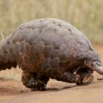 Do Pangolins Eat Spiders