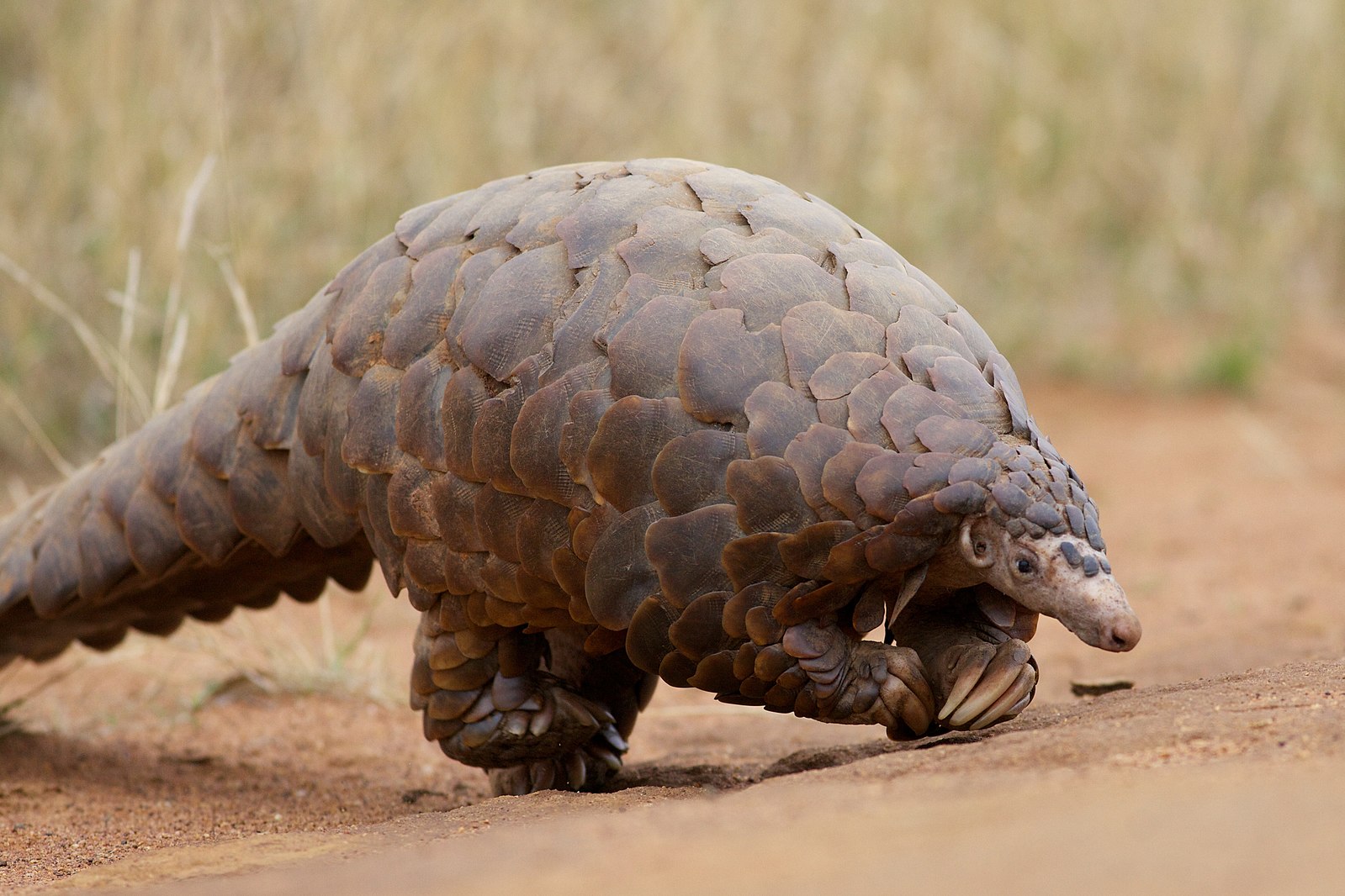 Do Pangolins Eat Spiders