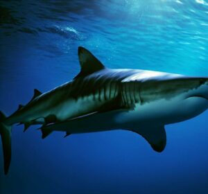 Dimensioni dello squalo tigre