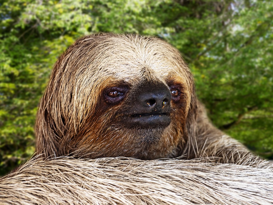 Are Sloths Blind