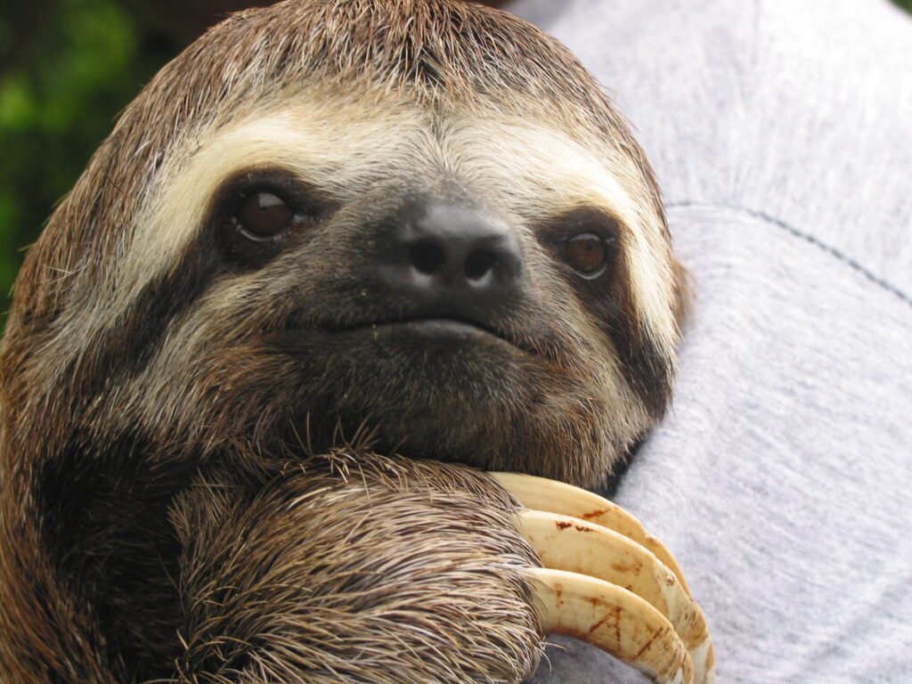 Are Sloths Affectionate