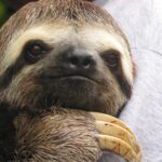 Are Sloths Affectionate