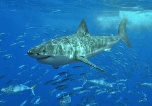 महान सफेद शार्क की छवि