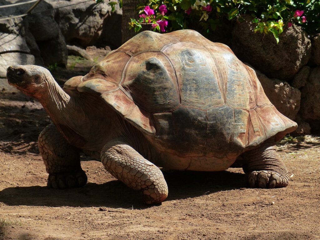 How to Care for a Sulcata Tortoise