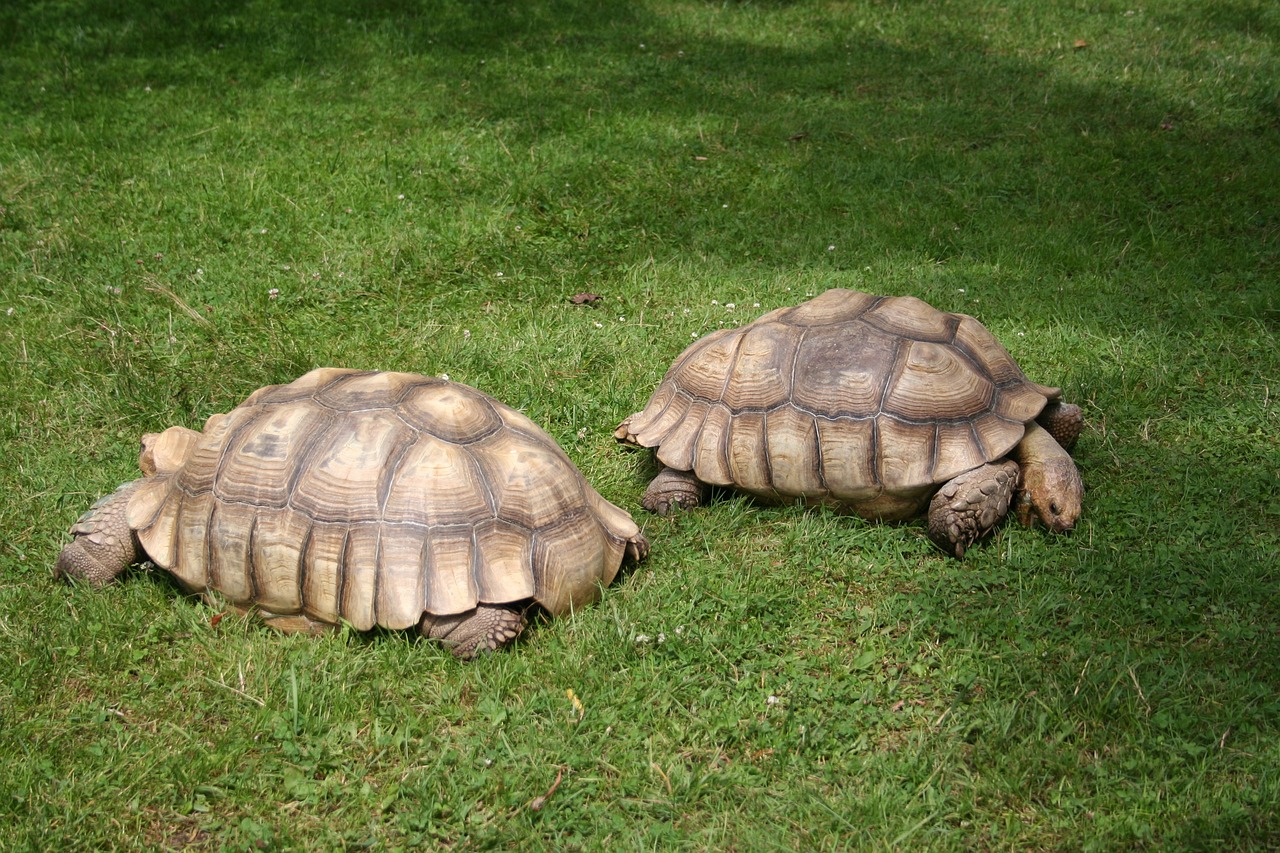 How Big Do Sulcata Tortoises Get