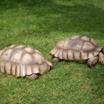 How to Care for a Sulcata Tortoise