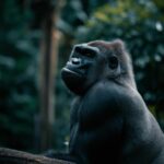 Zijn er gorilla's op Borneo?