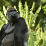 Gibt es Gorillas in Brasilien?