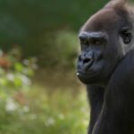 Czy w Ameryce Południowej są goryle?