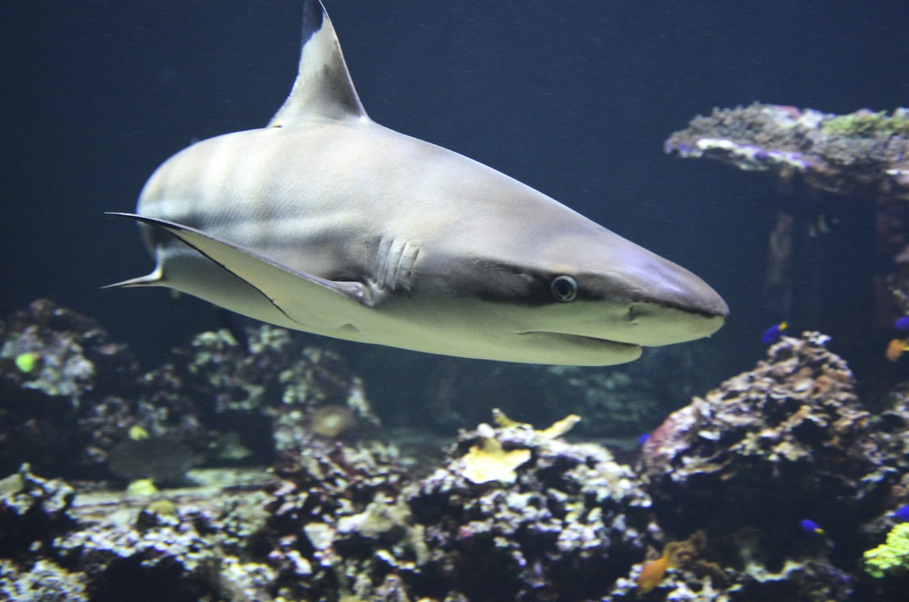 Are Bull Sharks Invasive