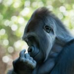 Can Gorilla Do Sign Language