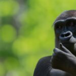 Can Gorillas Communicate With Humans