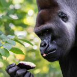 Can Gorillas Eat Chocolate