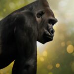 Can Gorillas Stand Upright?