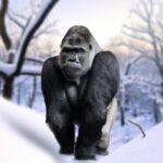 Can Gorillas Survive Cold Weather?