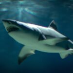 Могат ли големите бели акули да спрат да плуват