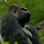 Can Gorillas Survive Cold Weather?