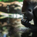 Os gorilas bebem água