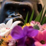 Hebben gorilla's een goed reukvermogen?