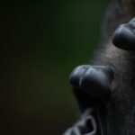 Les gorilles ont-ils des oreilles