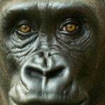 Haben Gorillas Augenbrauen?