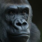 I gorilla hanno una buona memoria
