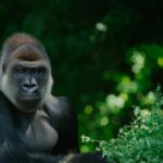 ¿Son conscientes los gorilas?