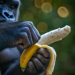 Do Gorillas Peel Bananas