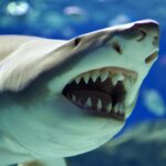 Gli squali tigre mangiano il krill?