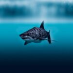Schwimmen Tigerhaie im seichten Wasser?