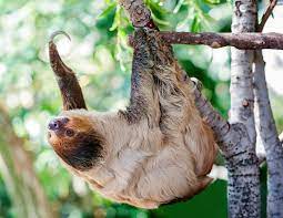Can Sloths Jump