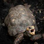 Do Tortoises Yawn
