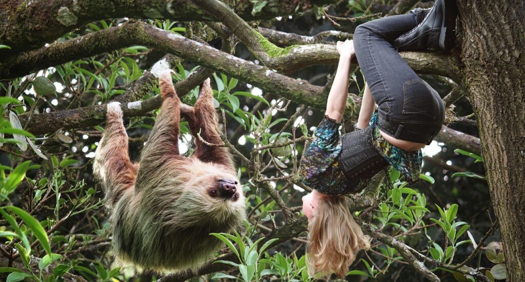 Are Sloths Stronger Than Humans