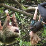 Are Sloths Stronger Than Humans