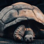 How Many Galapagos Tortoises Are Left