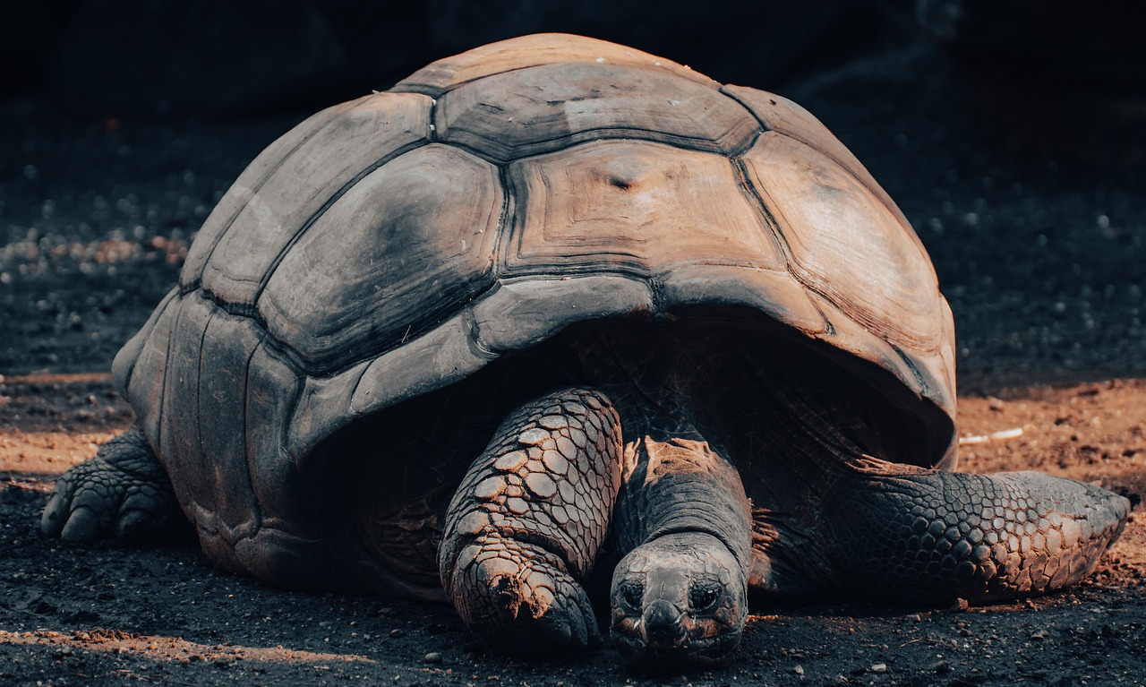 Was sind die größten Schildkröten?